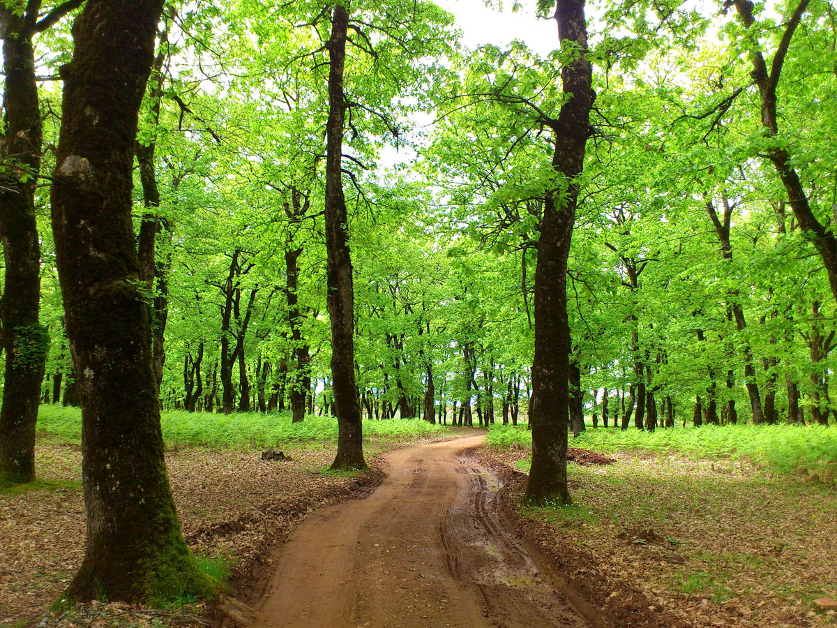 Foloi Oak Forest